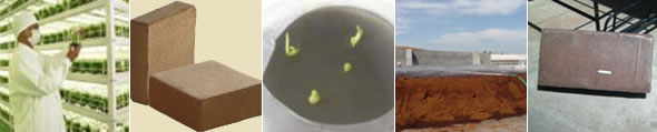 Buffered Cocopeat (< 4mm Grades for Tissue culture)