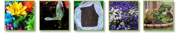 (Black) Dark Cocopeat - Medium Uses