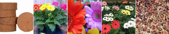 Gerbera Disk